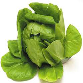 Buttercrunch Lettuce