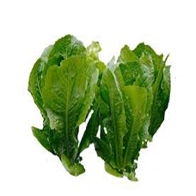 Romaine Lettuce