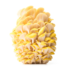Exotic Mushrooms